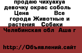 продаю чихуахуа девочку,окрас соболь › Цена ­ 25 000 - Все города Животные и растения » Собаки   . Челябинская обл.,Аша г.